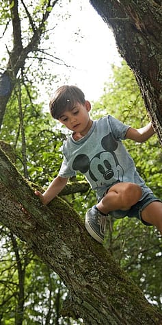 Boy climbing a tree.