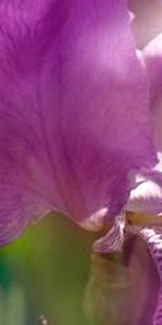 Iris plant