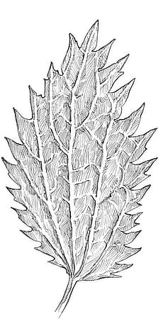 Blatt der kleinen Brennnessel