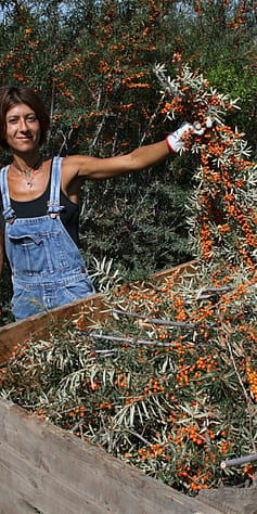 sklízení rakytníku na biodynamické farmě