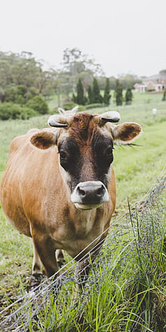 kráva na biodynamické farmě