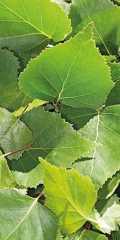 birch leaves