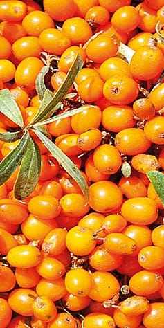 seabuckthorn berries