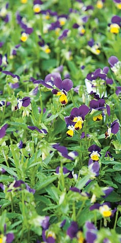 Image of flowers