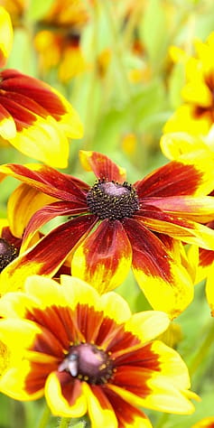 image of flowers