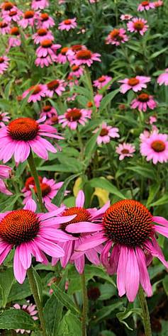 Weleda garden flowers