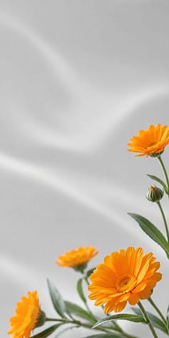 balzam na bradavky calendula