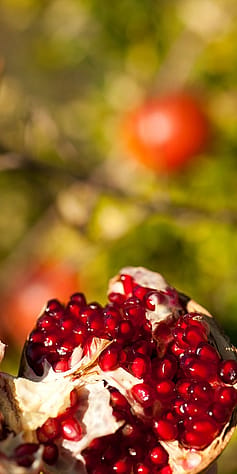 Granatapfel Samen