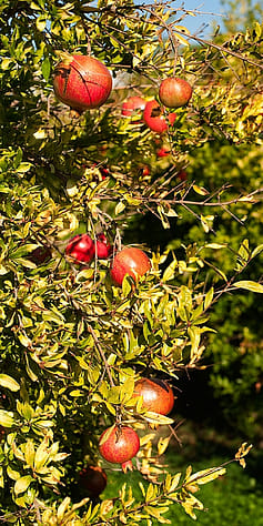 Granatapfel Baum