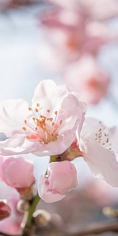 almond blossom