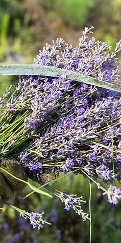 lavender bunch