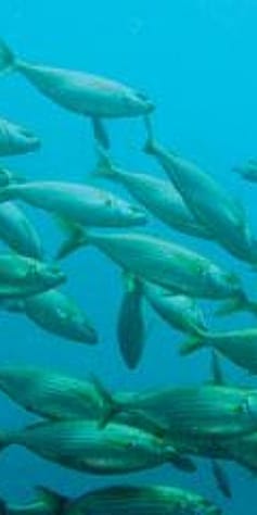 fish in the ocean