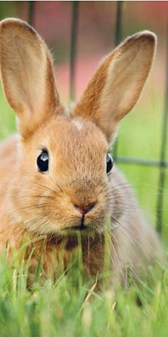 rabbit