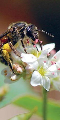 bee on flower