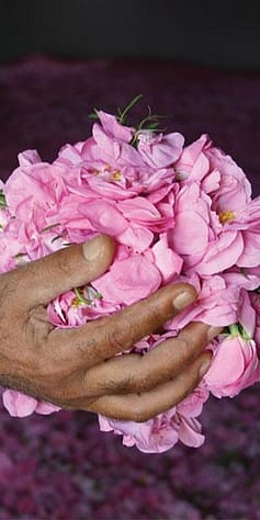 man holding rose petals