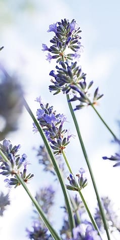 Lavendel