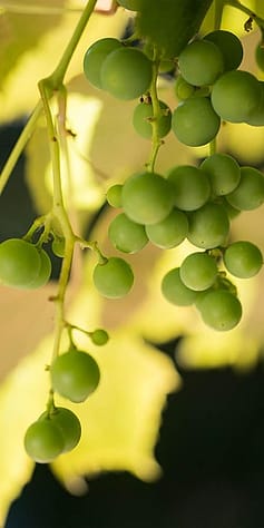 Trauben