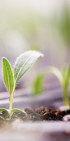 Junge Sonnenhut Triebe