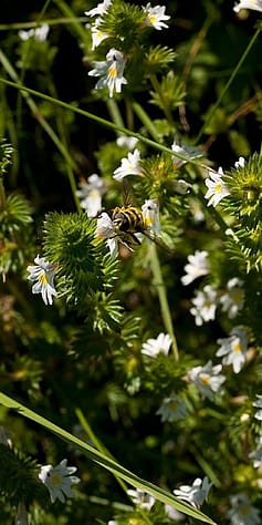 Euphrasia Pflanze