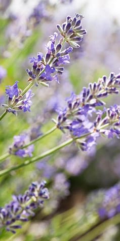 Lavendel
