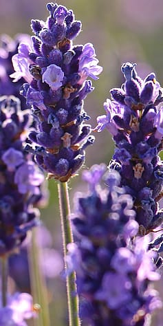 lavande