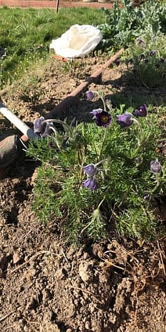 Pulsatilla vulgaris