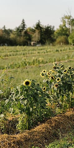 Sonnenblumen auf einem Feld