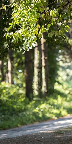 chemin de forêt