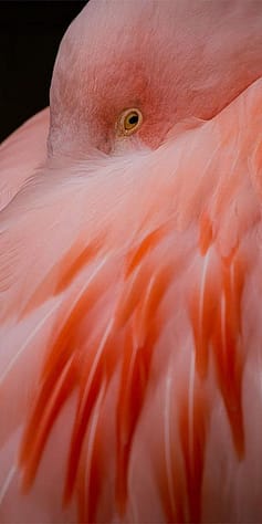 Schlafender Flamingo