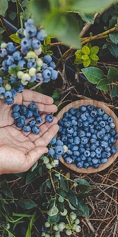 Blaubeeren in einer Schuessel