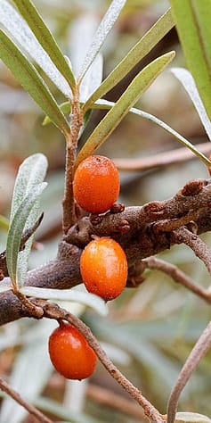 ein Zweig mit Sanddornbeeren