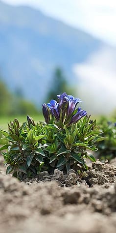 Blue gentian plant in the mountains.