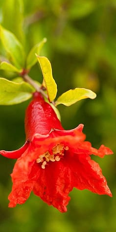 Fiore di melograno