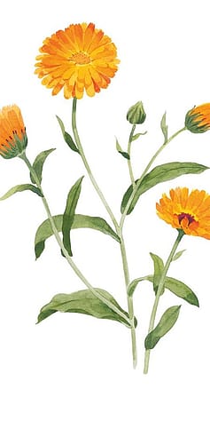 calnedula flower drawing