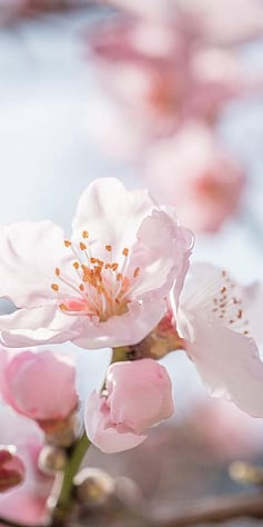 Mandorlo in fiore, dettaglio su fiore rosa
