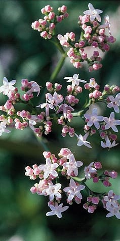 Tausengüldenkraut, Centaurium minor