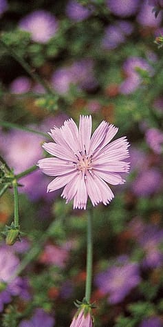 Wegwarte, Cichorium