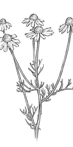Illustration der Kamillenpflanze