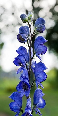 Bluetenstand einer Eisenhutpflanze