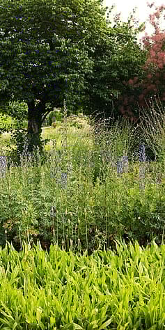 Eisenhut im Weleda Garten