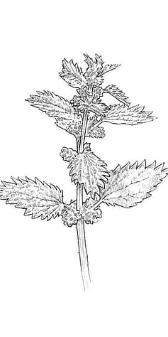 Petite plante d'ortie