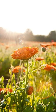 Ringblomma i närbild