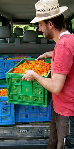 Man som lastar in ringblommor i lastbil