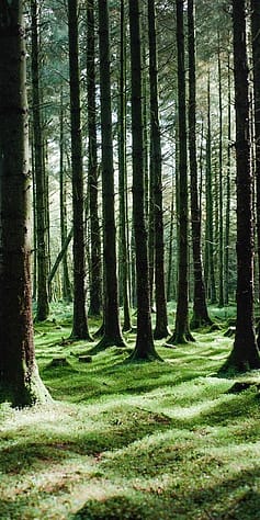 Wald mit Sonnenstrahlen