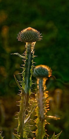 Donkey Thistle plant