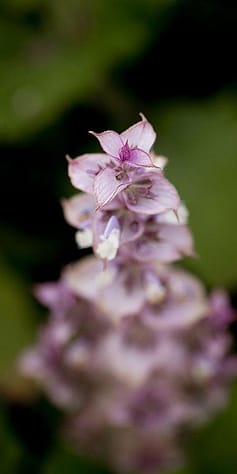 Sage flowers
