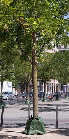 tree in city