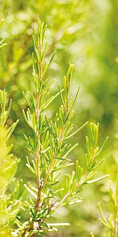 Rosmarinstrauch im Sonnenlicht