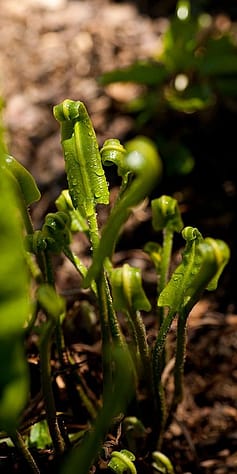 Kleine Pflanzen spriessen aus der Erde