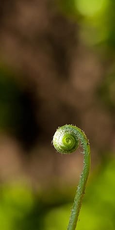 Spitze einer spriessenden Pflanze